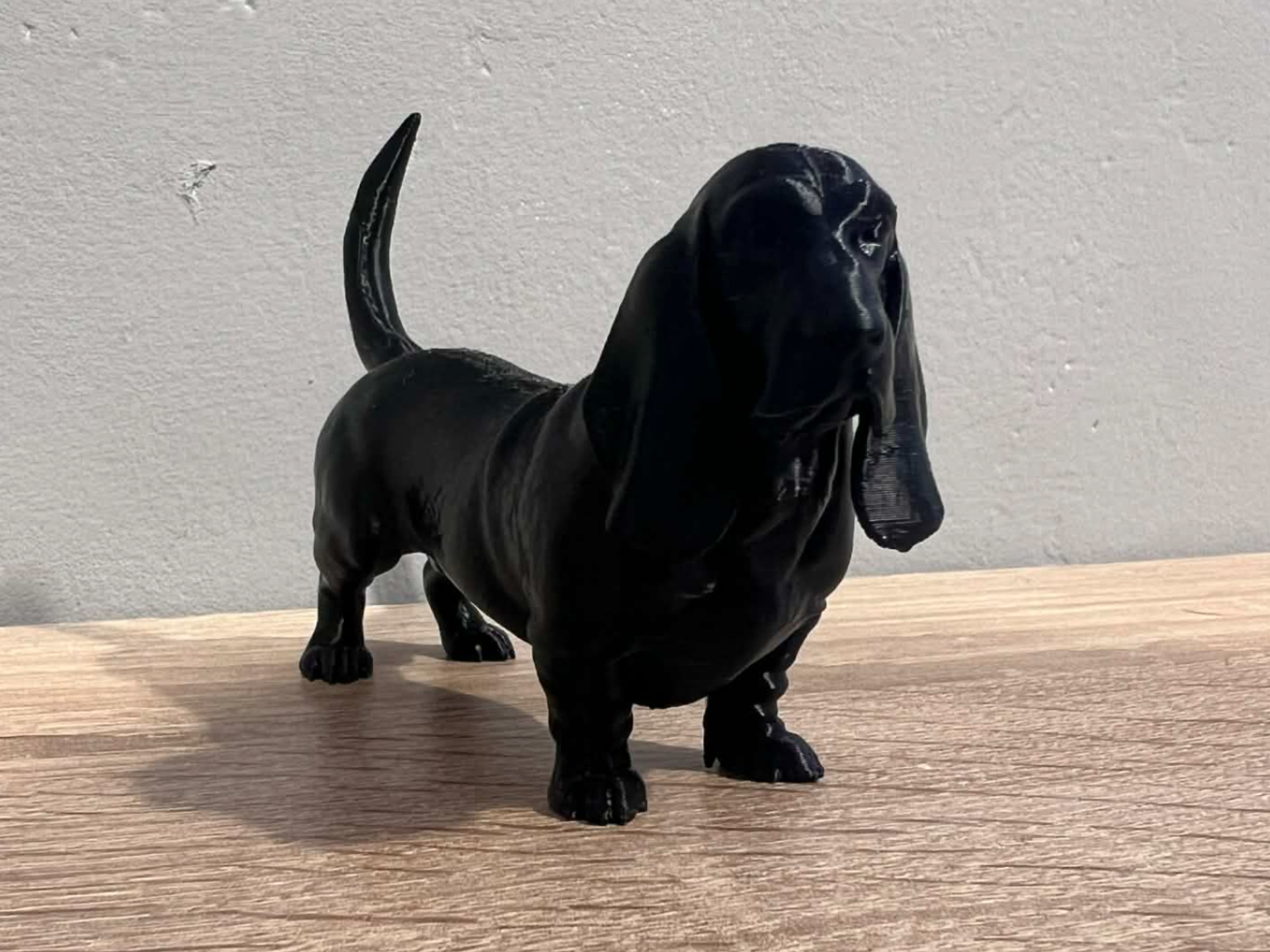 Basset Hound - Dog 