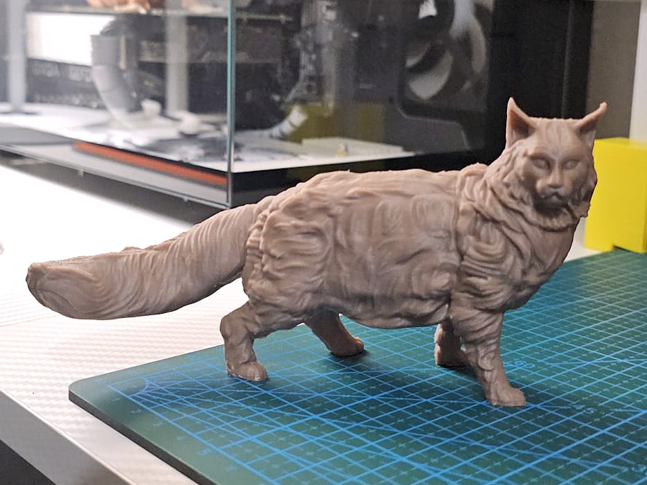 MAINE COON (Gato )