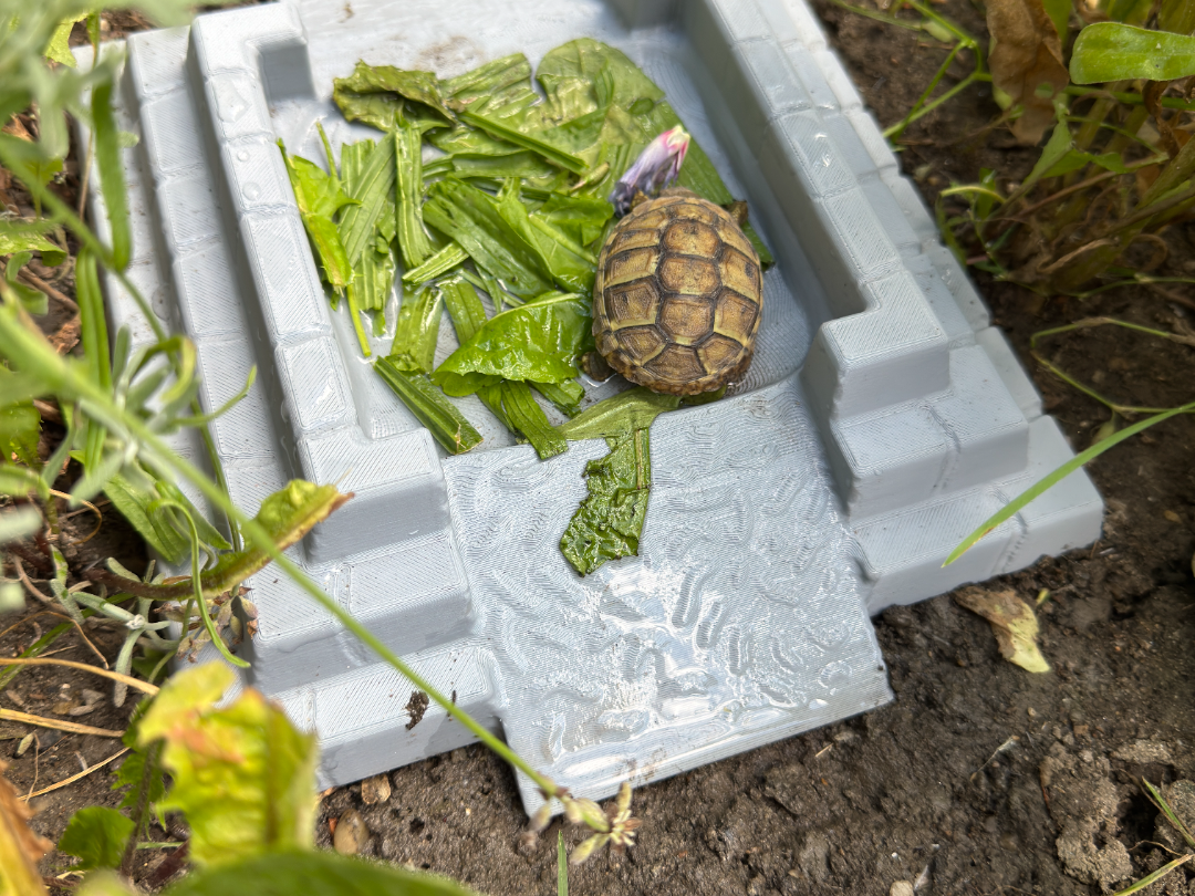 Kletterplattform mit Wasserstelle Schildkröten
