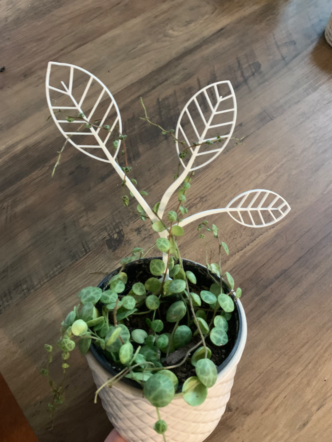Leaf Plant Trellis