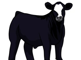 show steer