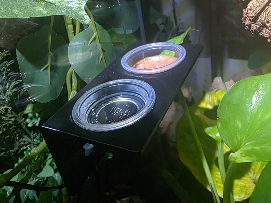 Gecko Feeding Ledge