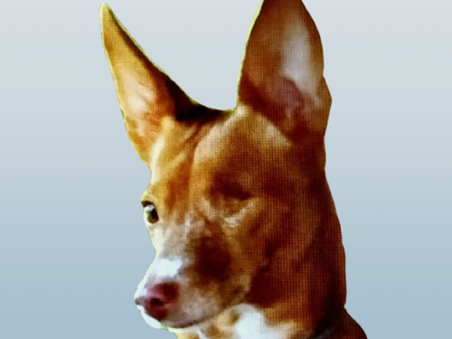 Pipo_1