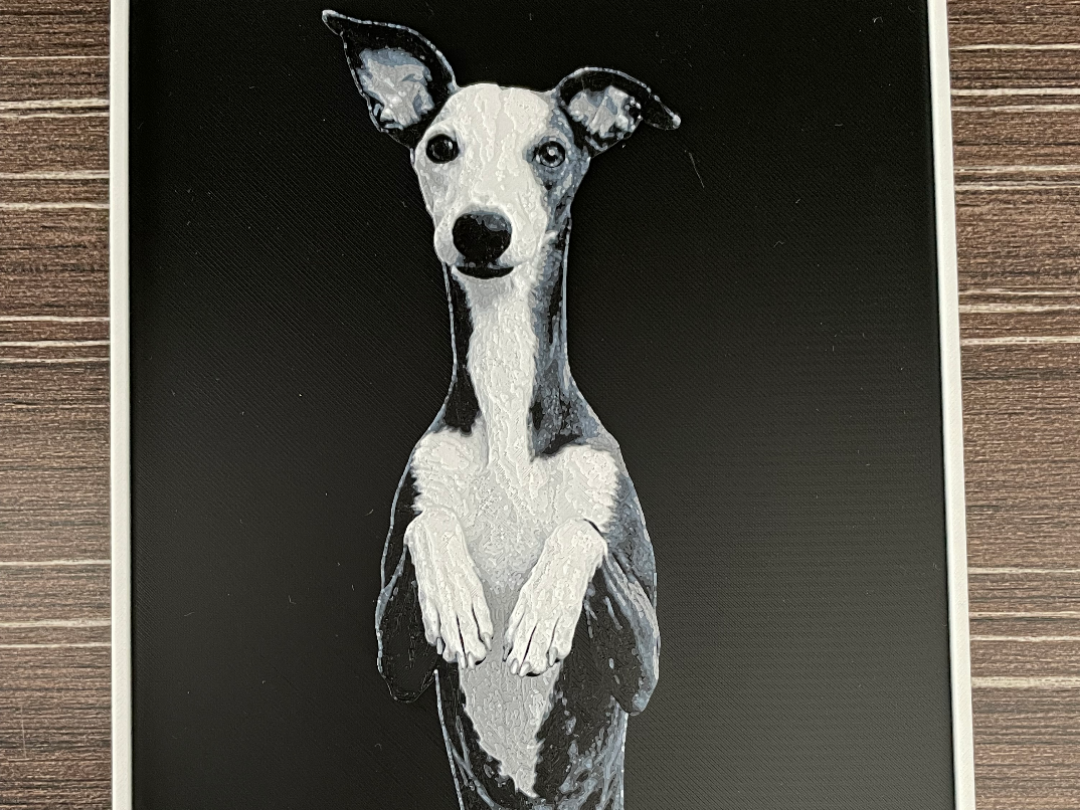 Whippet-Enzo