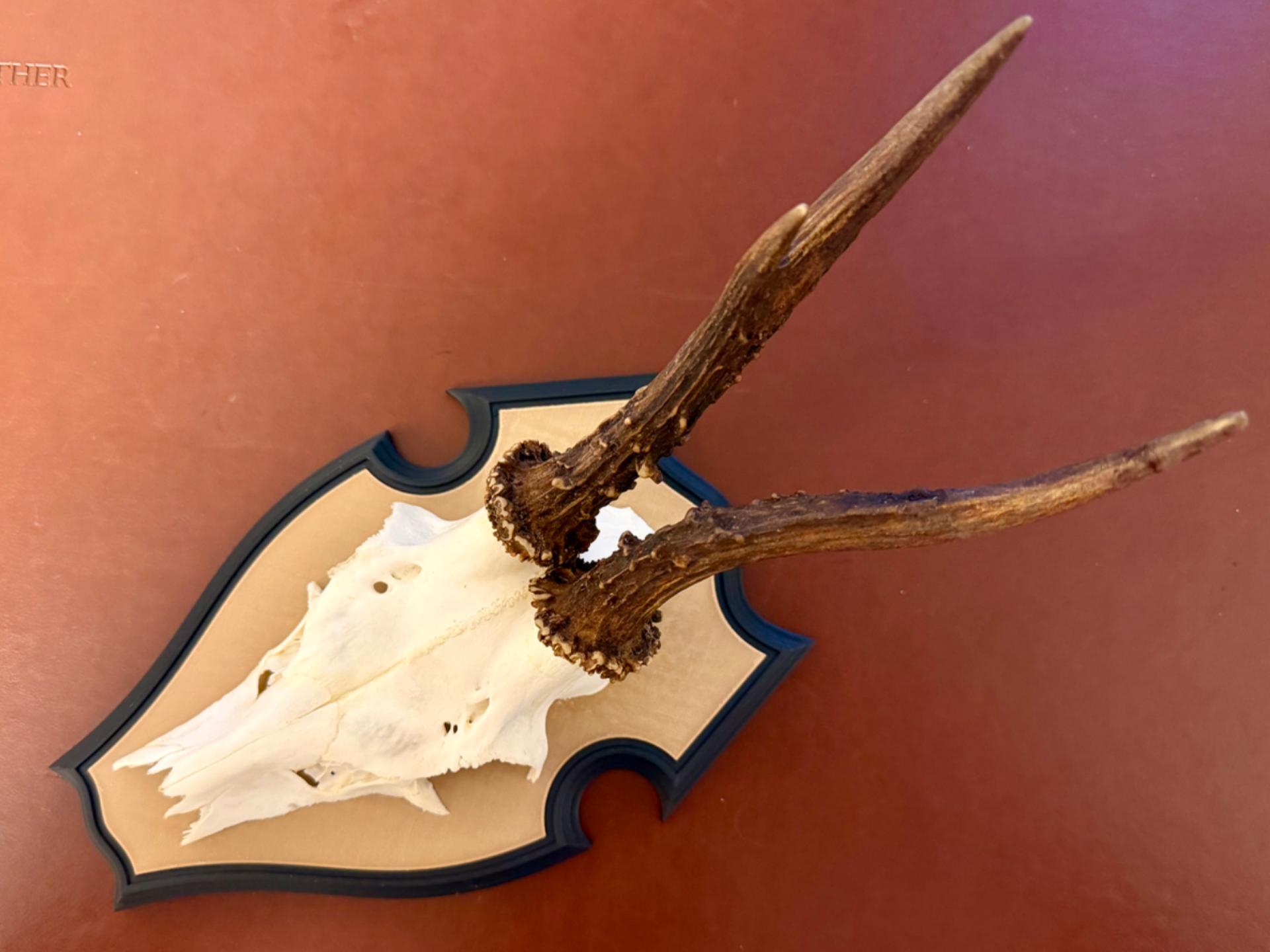Trophäenbrett / Gehörnbrett Rehbock