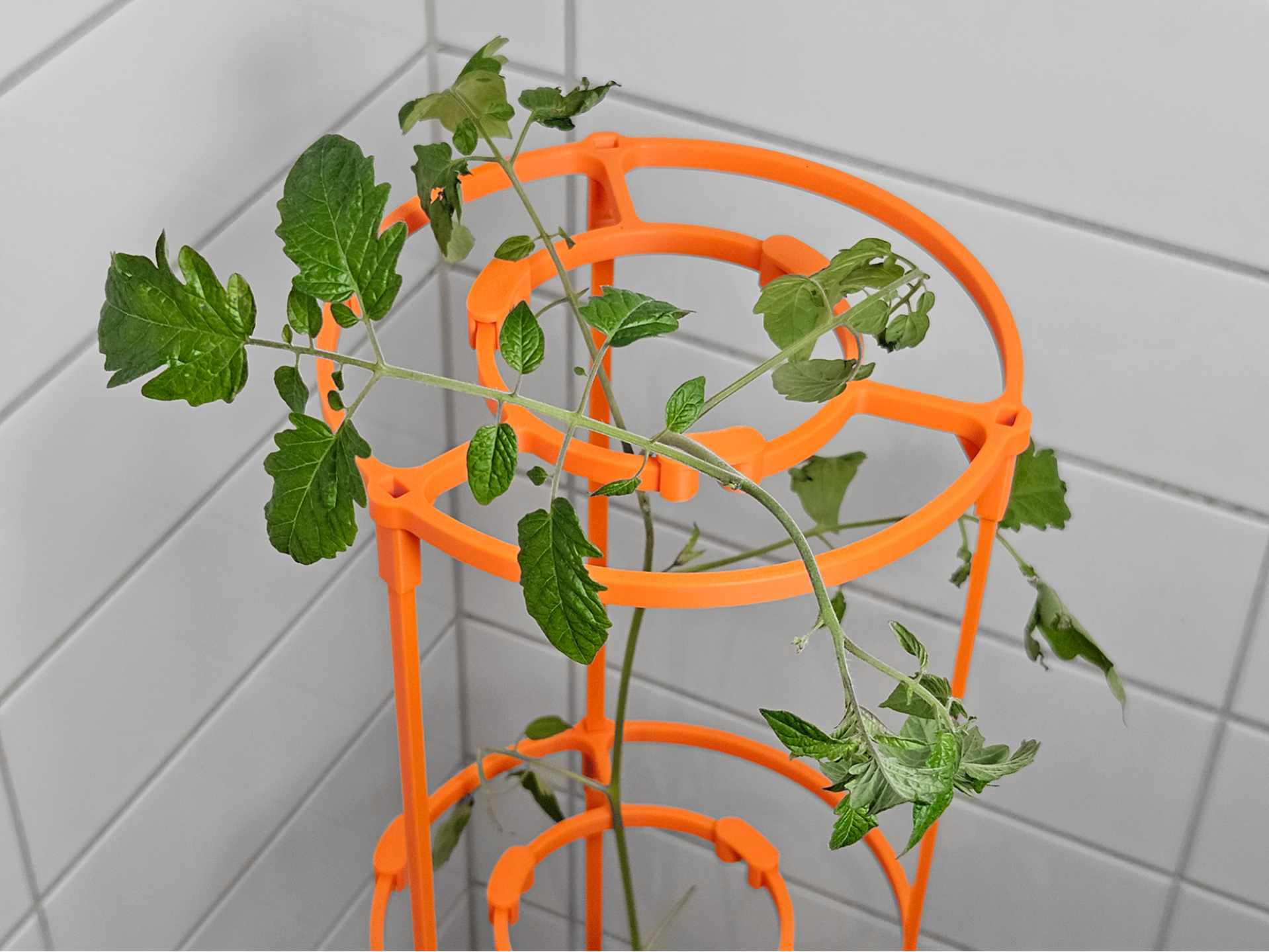The Tomato System