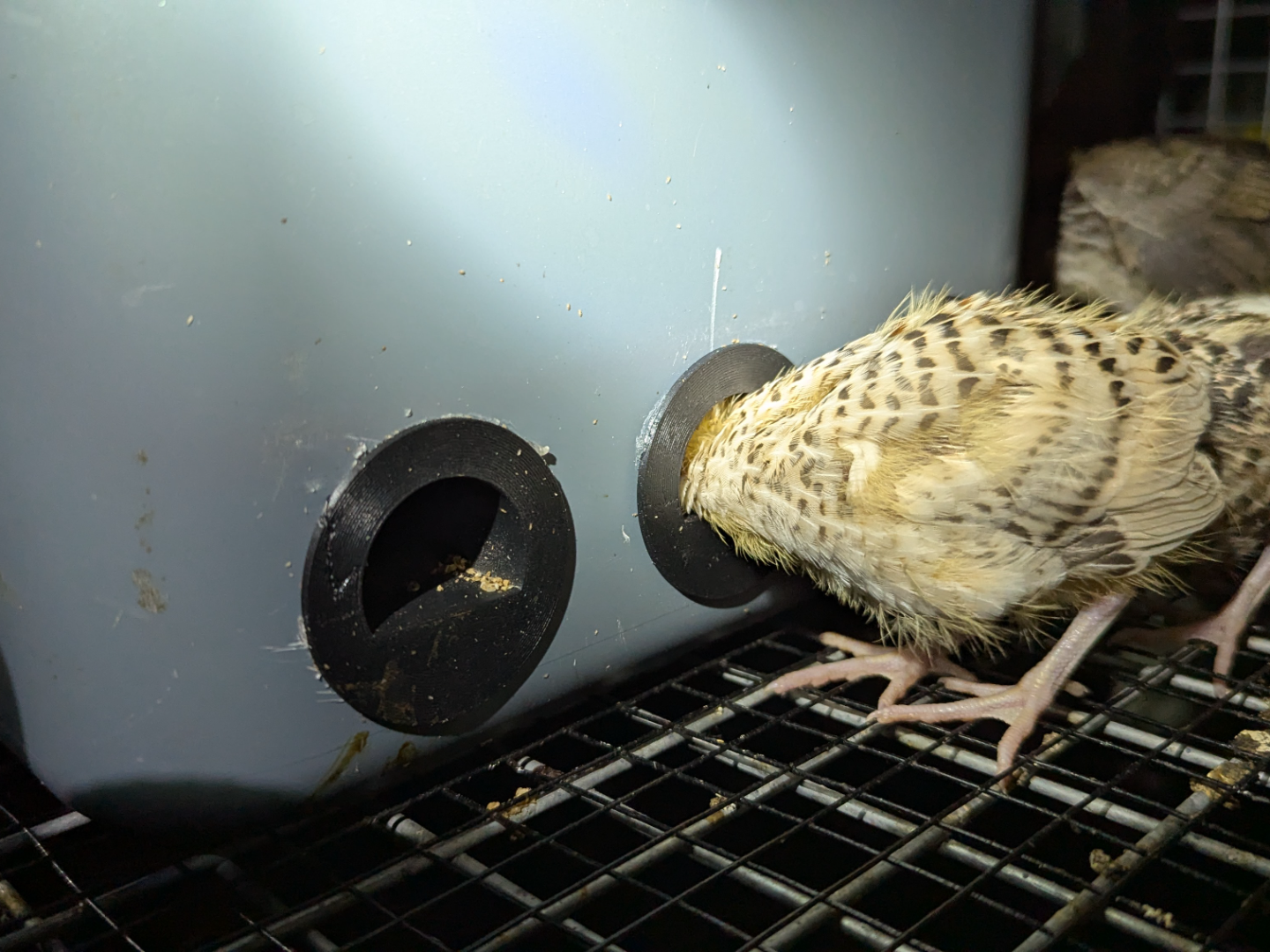 Small quail, chick or bird Feeder - No waste