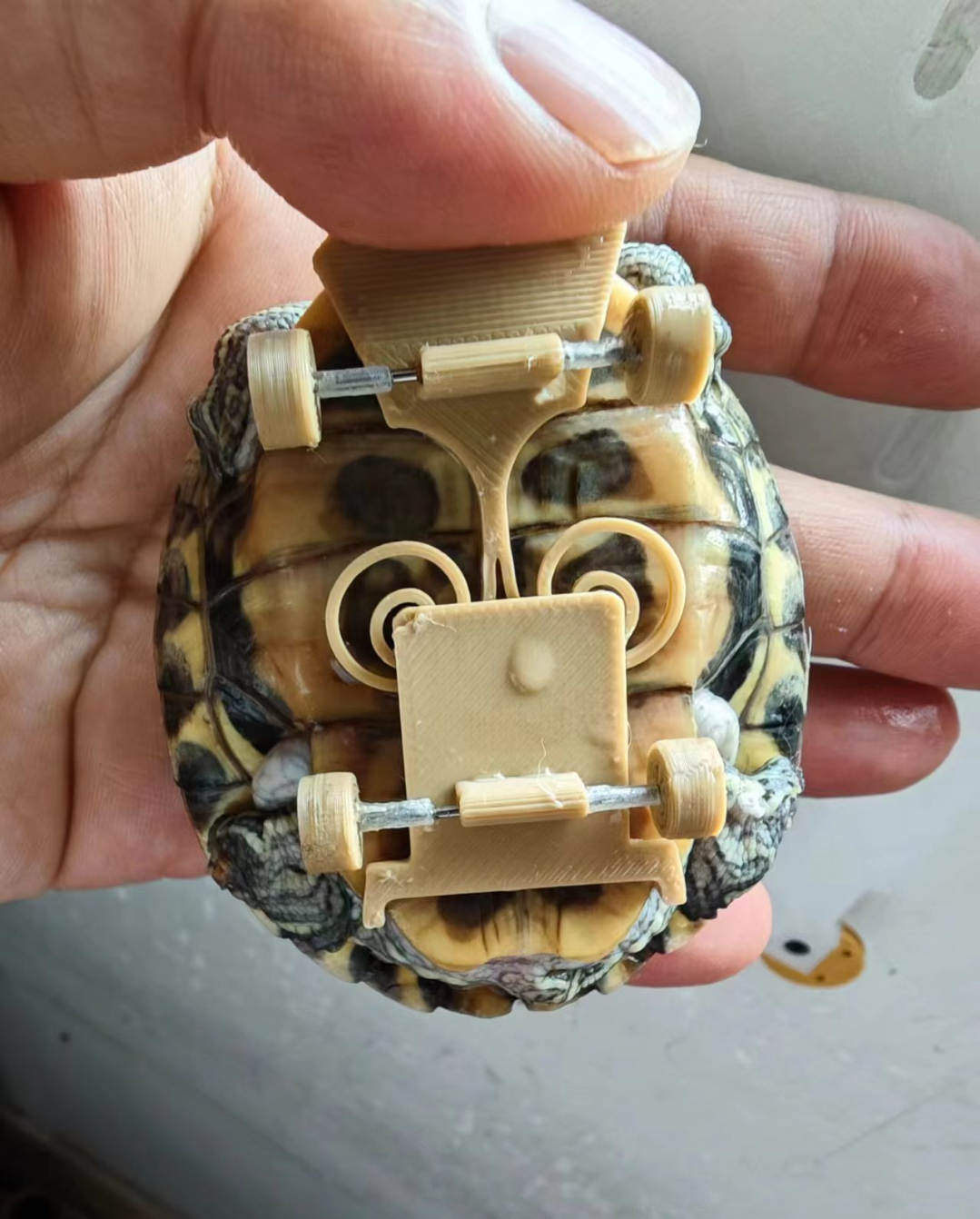 SK8 turtle
