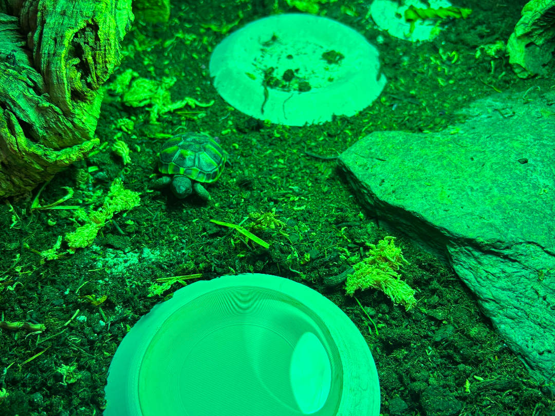 Schildkröten/Reptilien Futter und Trink Schale