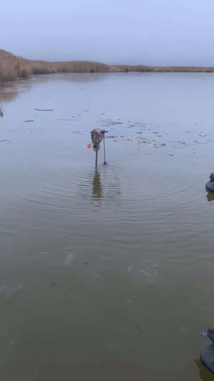 Duck Animator
