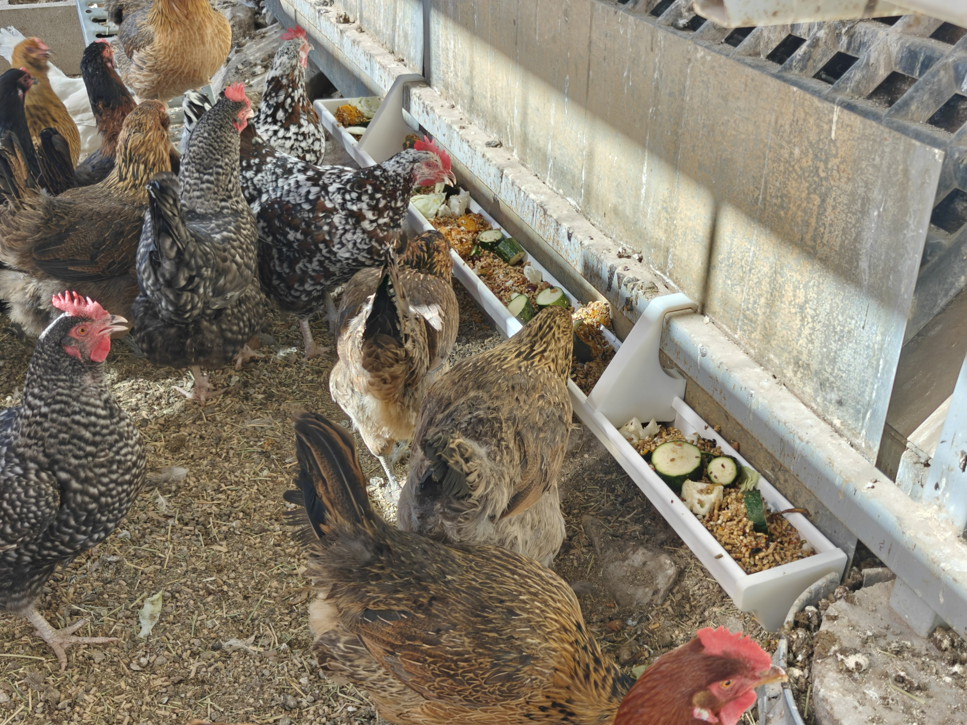 Chicken Feed Trough using a Vinyl Rain Gutter