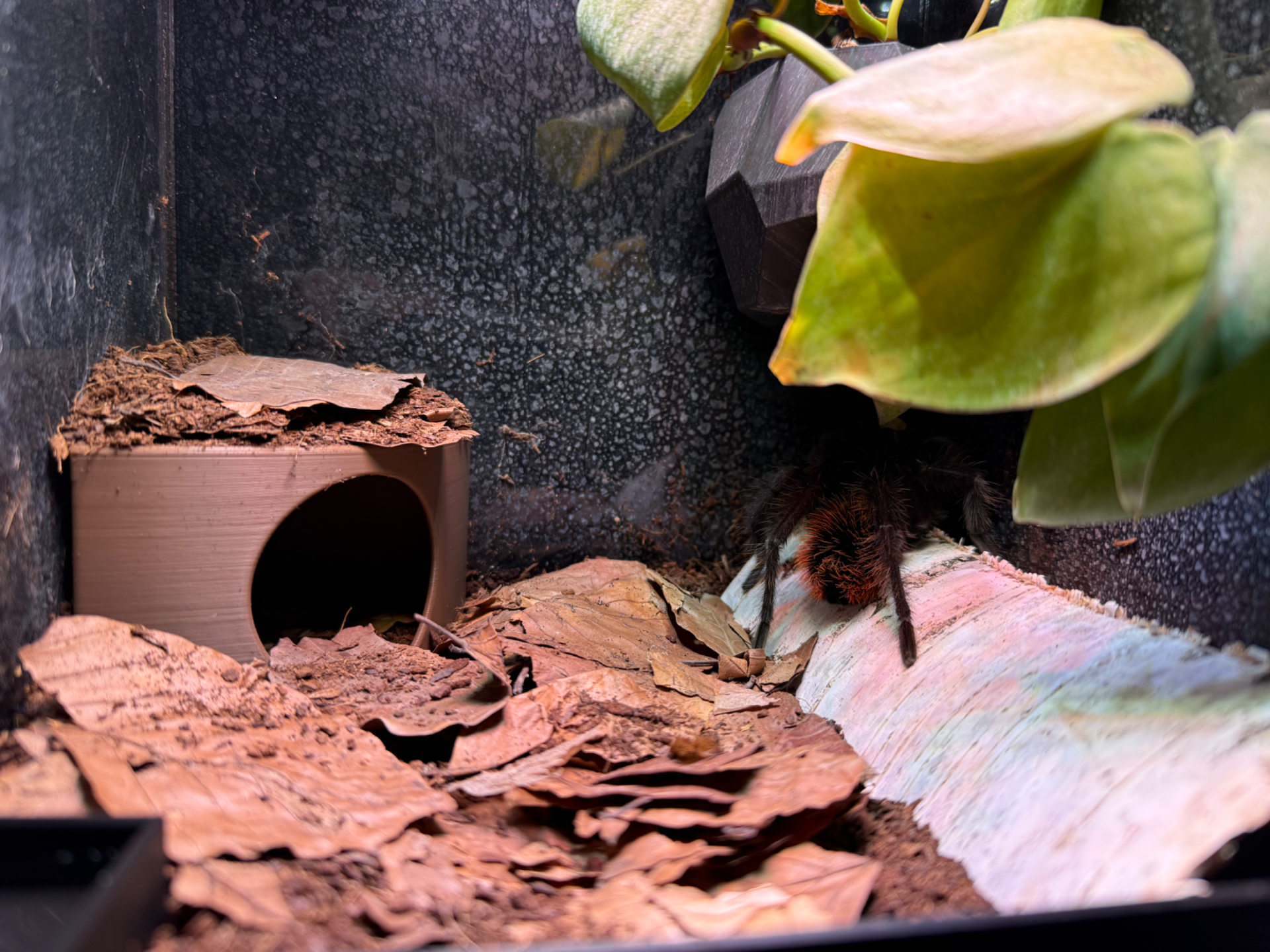 Terrarium Versteck Vogelspinne