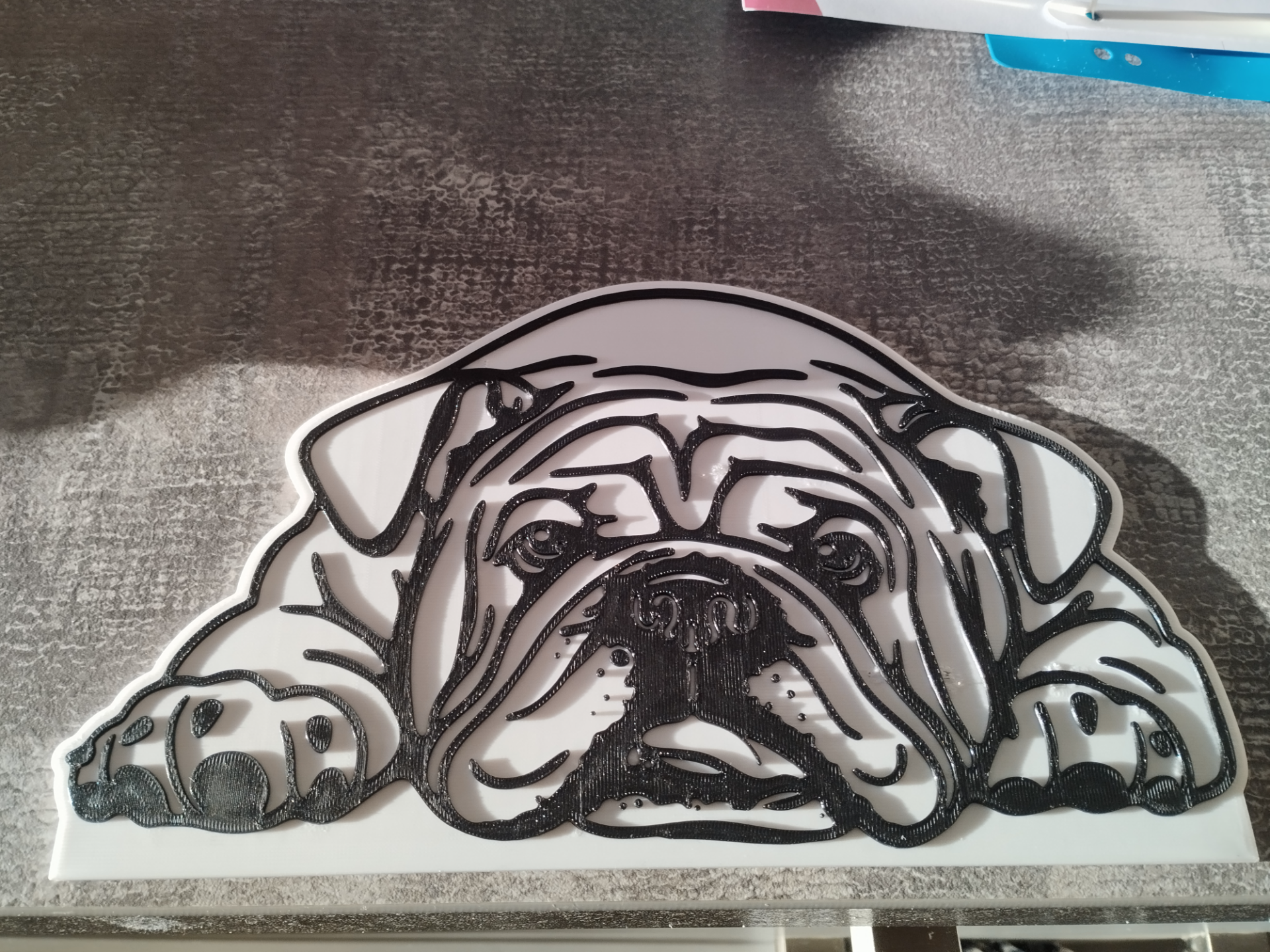 Bild Amercian English Bulldog Bulldogge
