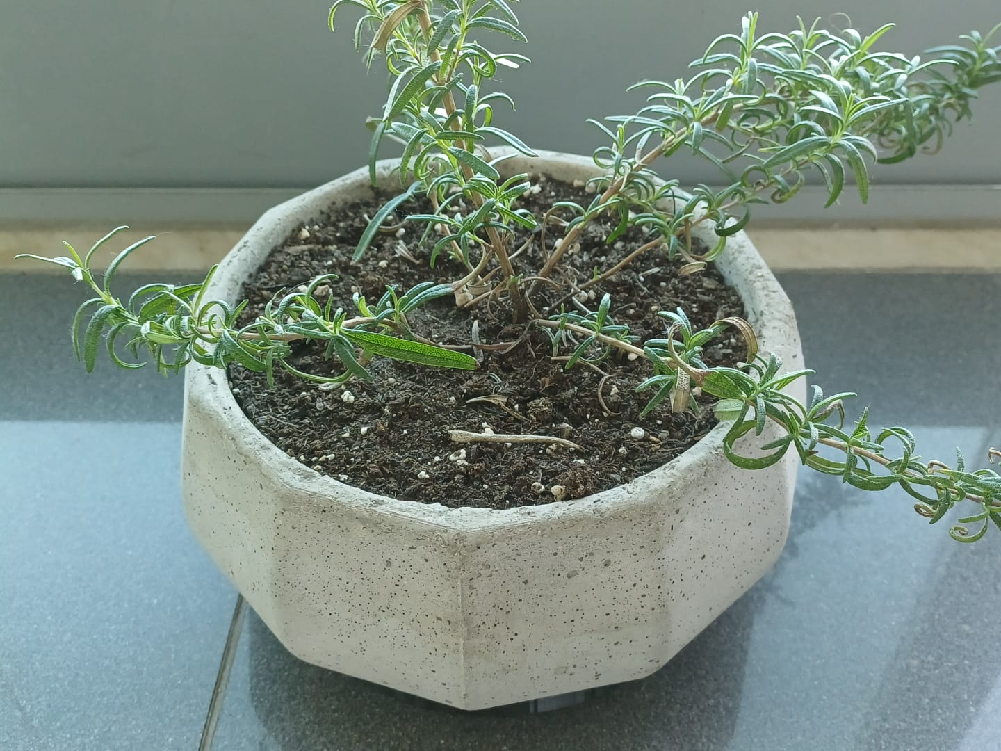 (Not That) Large Cement Vase