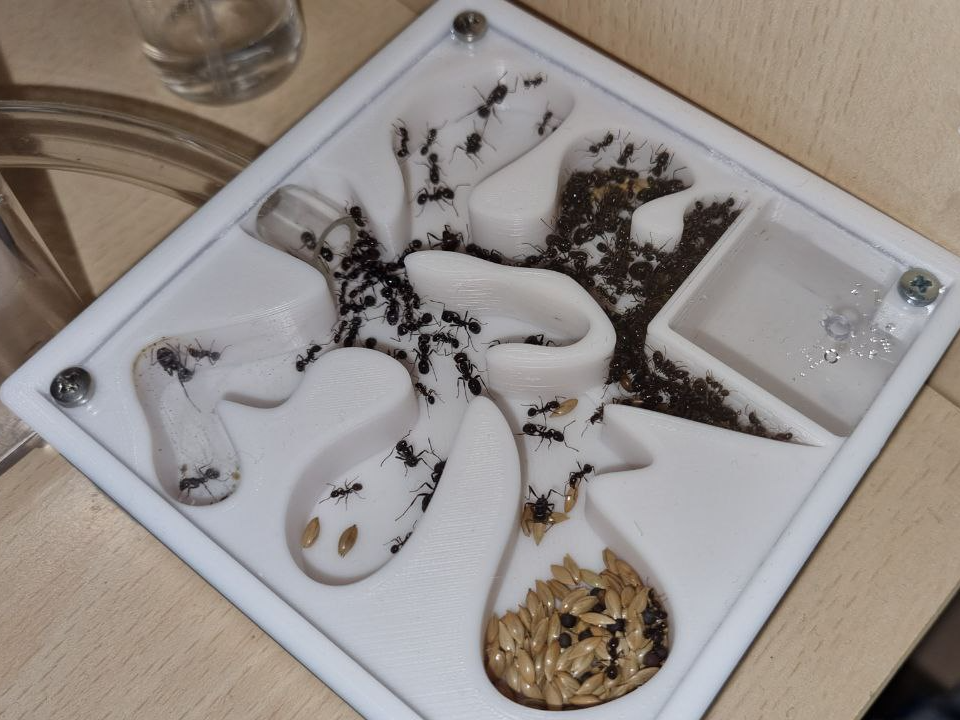 Ant Nest Medium