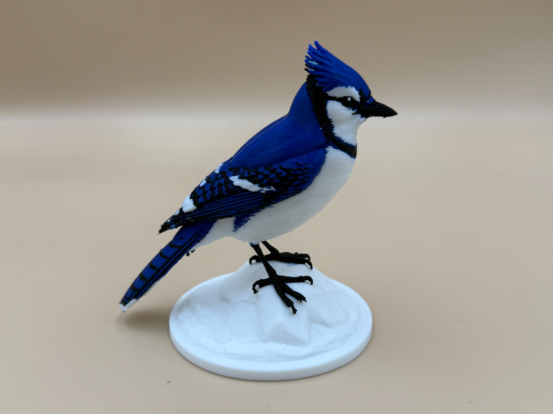 Blue Bandit Blue Jay