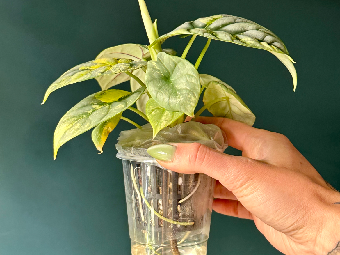 Hydro Net Insert Pot (250ml Cup Compatible)