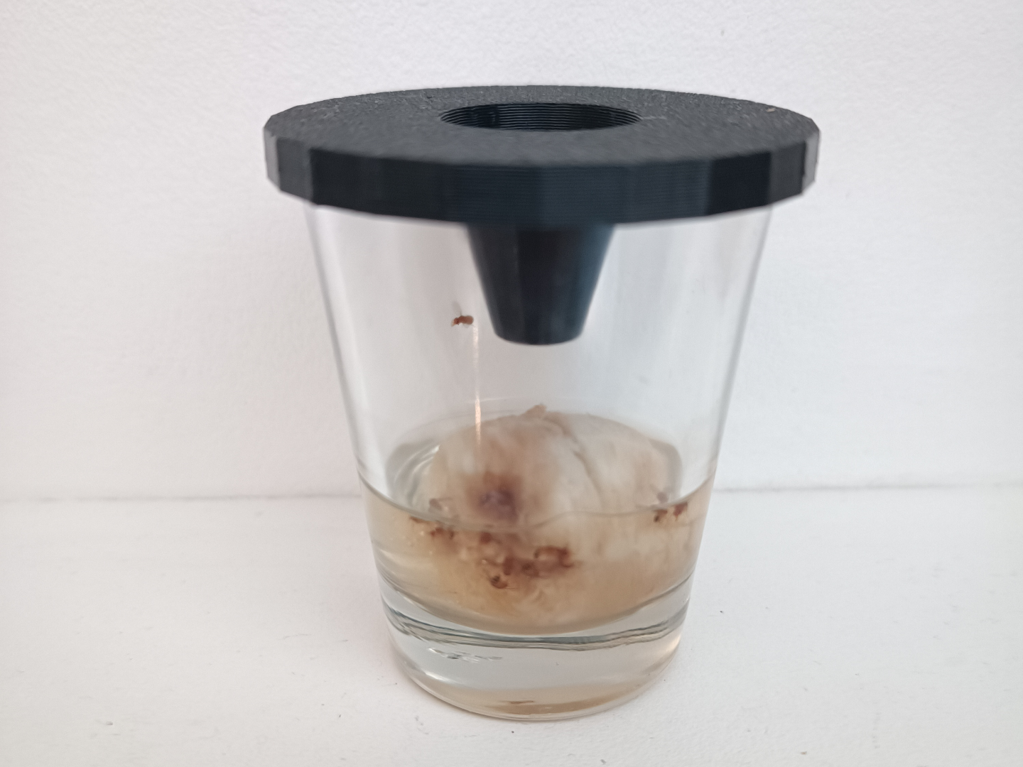 gnat fruit fly trap
