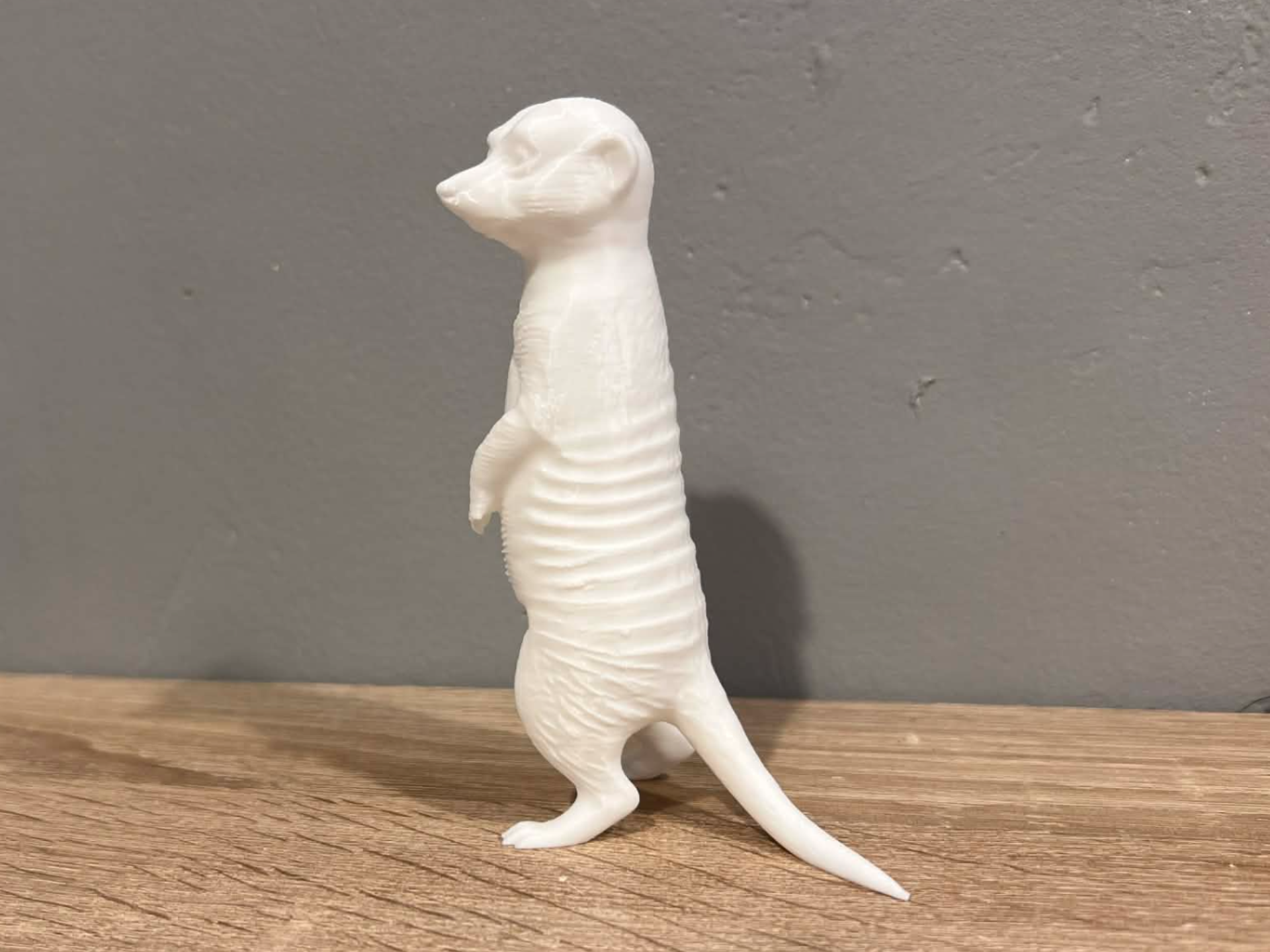 Meerkat / Surikata - Africa - Animal - Decor