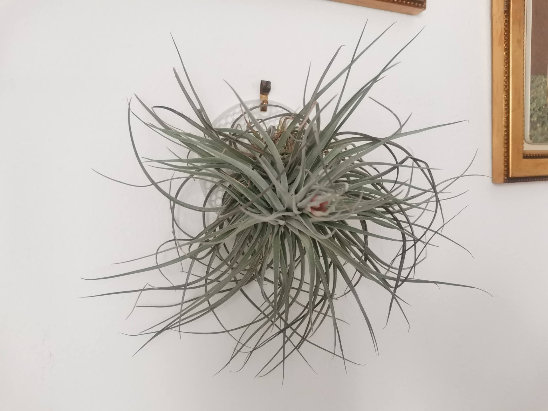 tillandsia (air plant) disk support