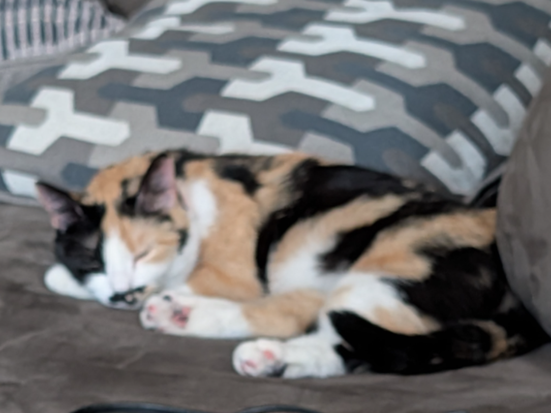 Calico cat keychain