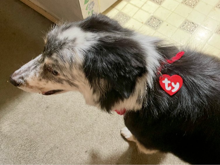 Ty Beanie Baby Heart Pet Tag