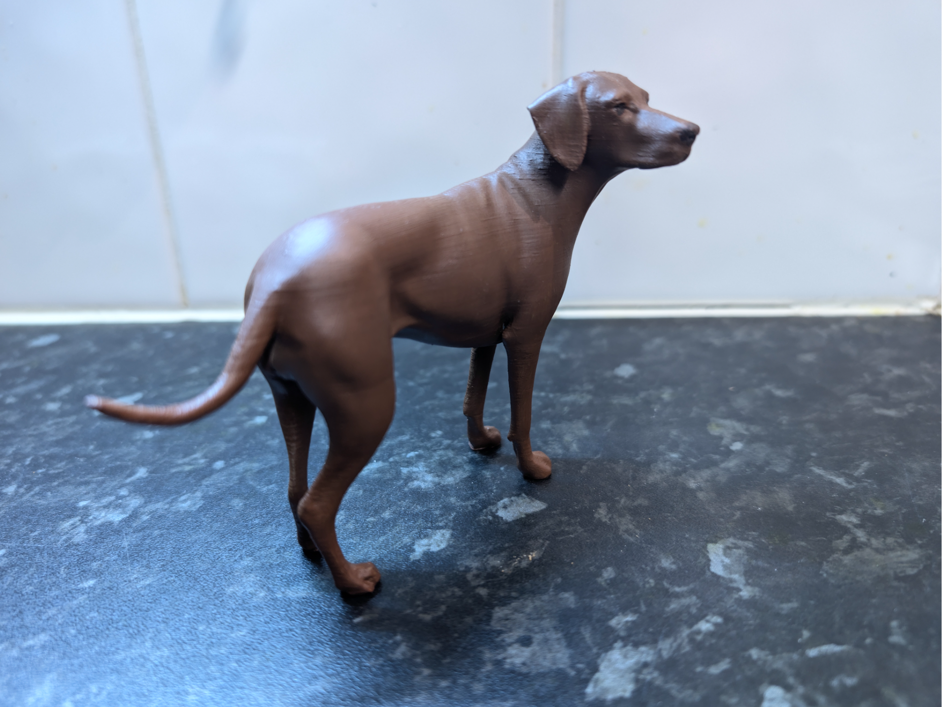 Hungarian Vizsla
