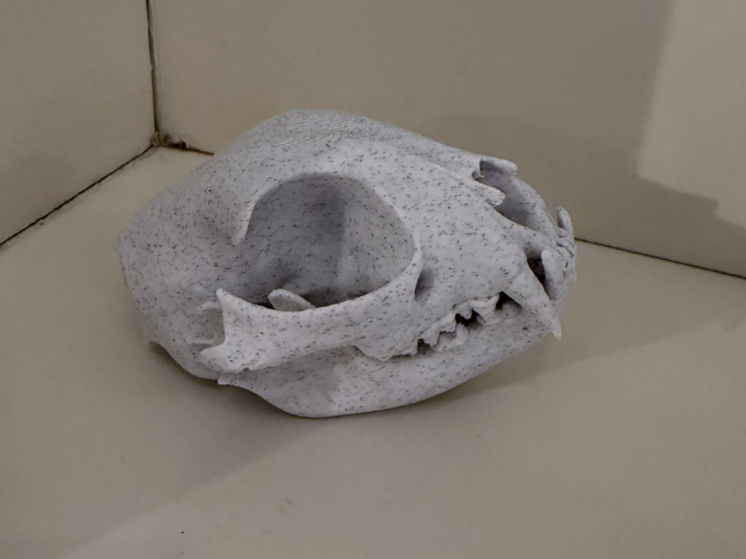 Cat Skull