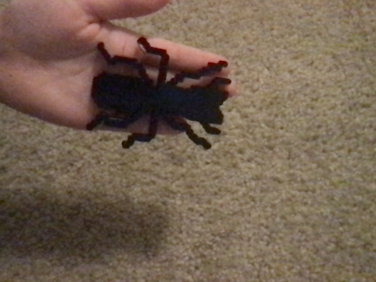 Ant (Pocket Ants)