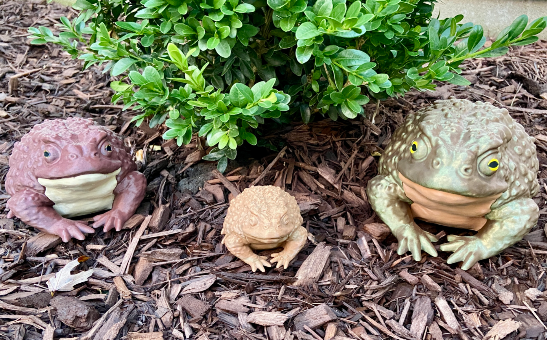 Garden Toad