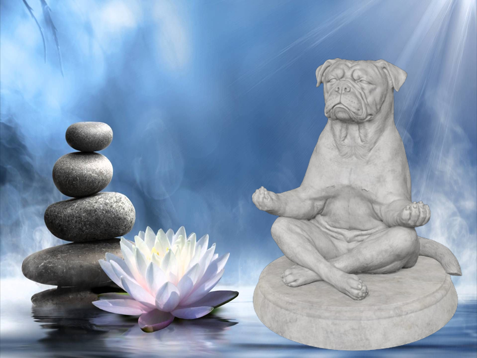 Zen Dog - American Bulldog