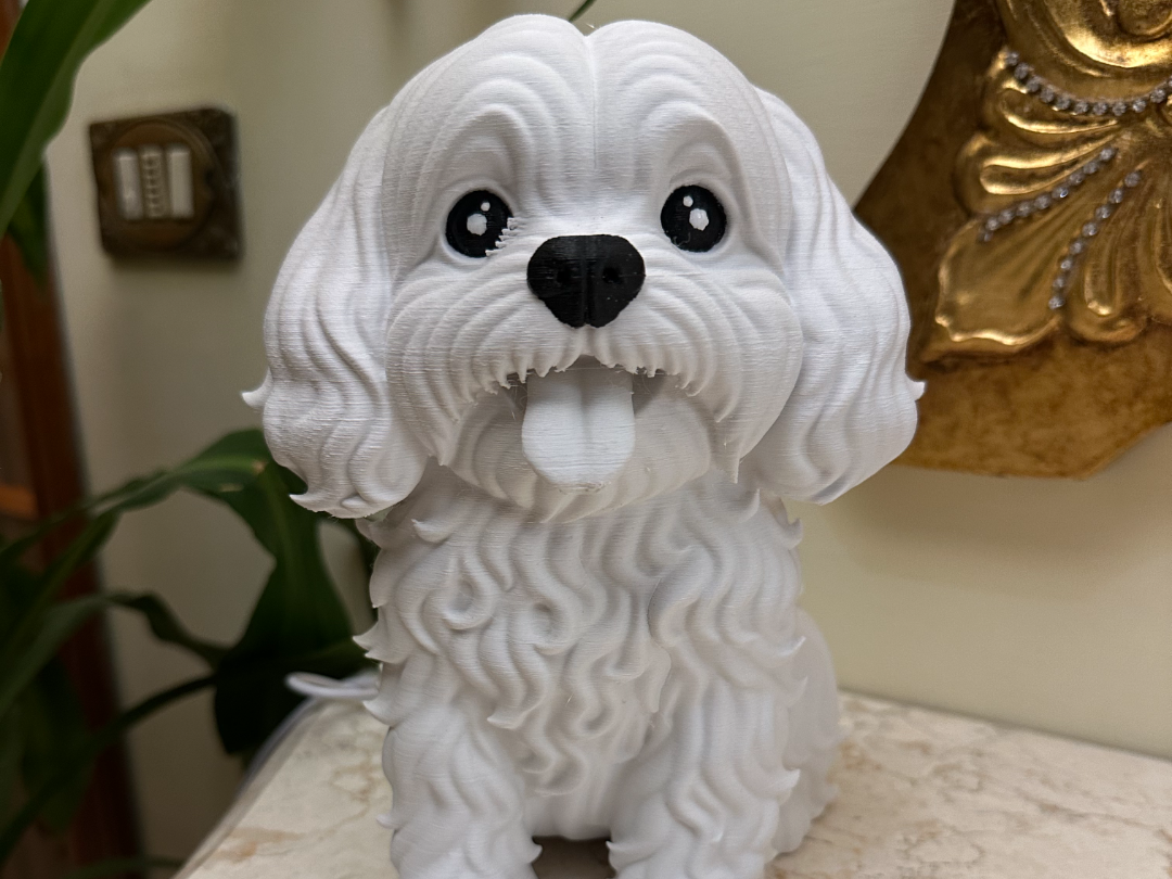 cucciolo maltese