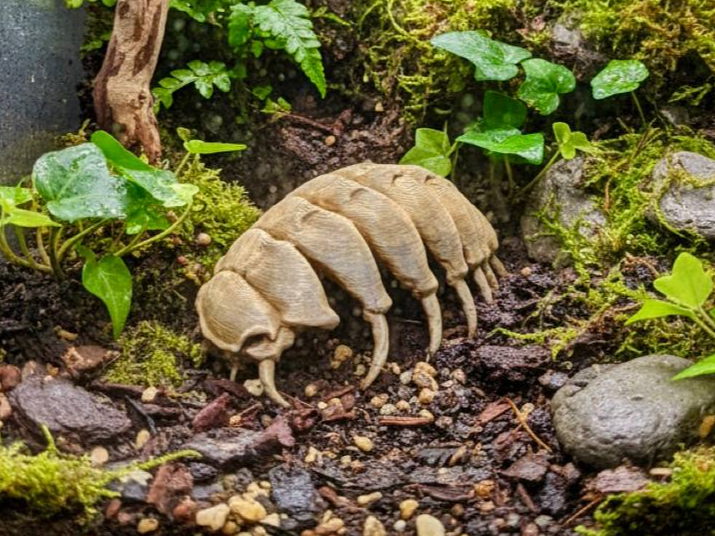Isopod Fossil