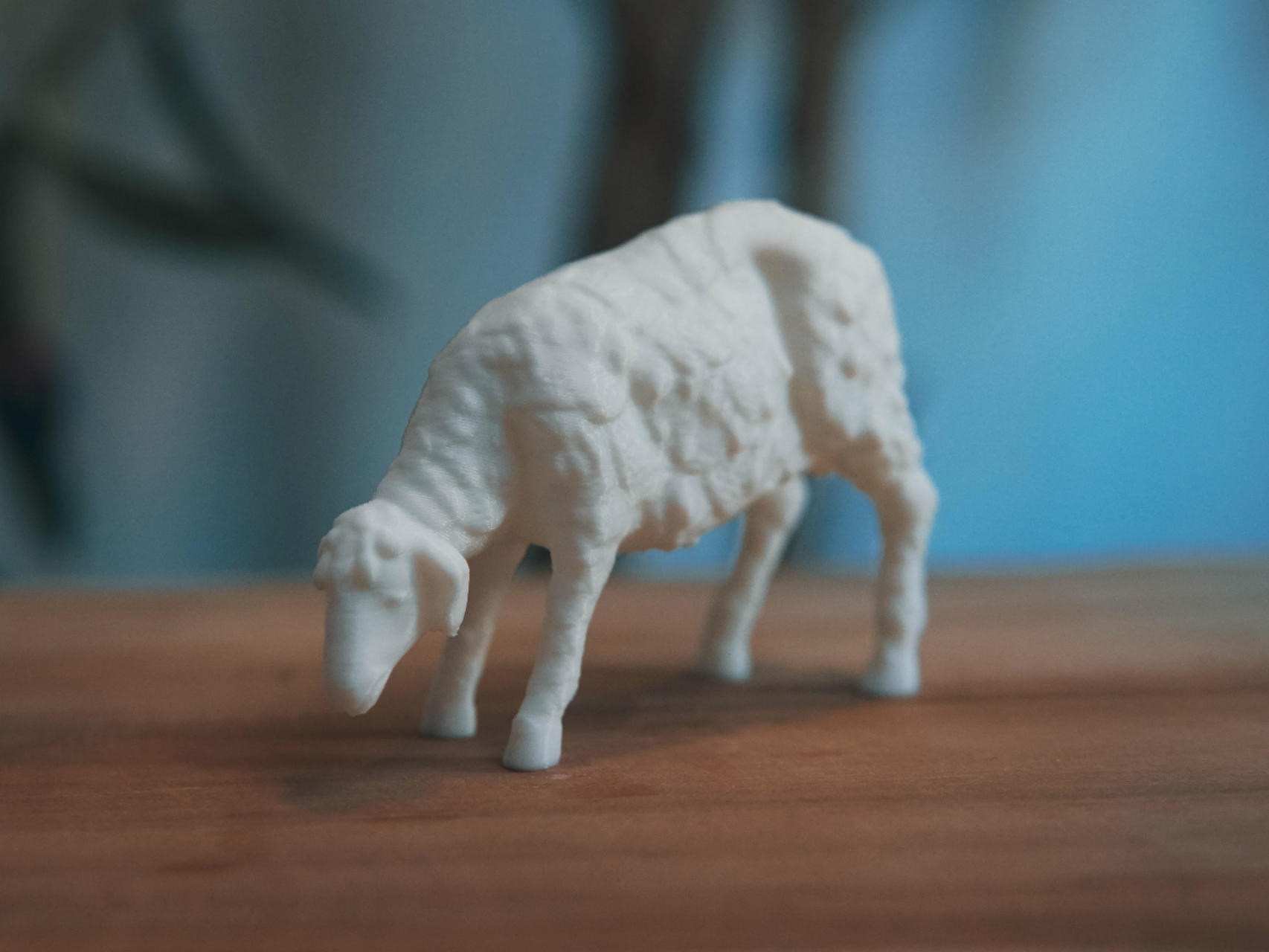 Sheep