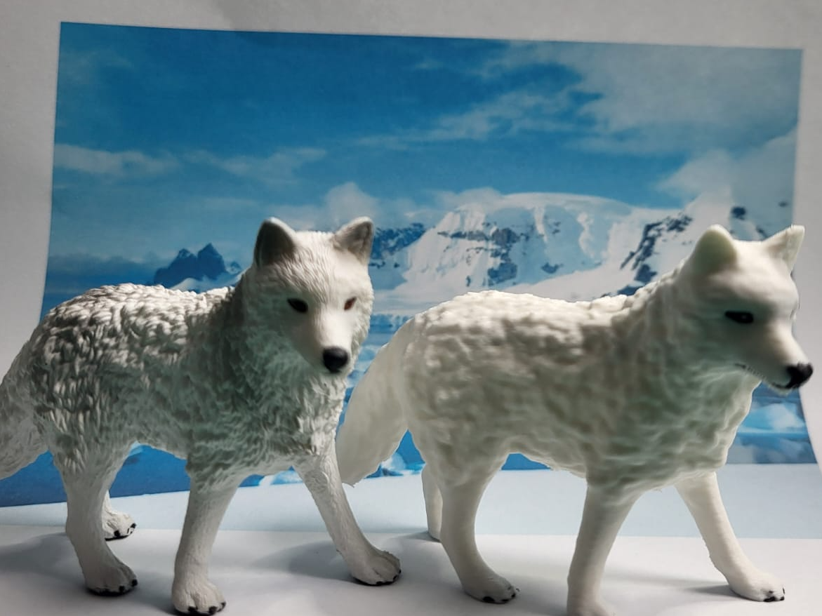 Wolf polar wolf