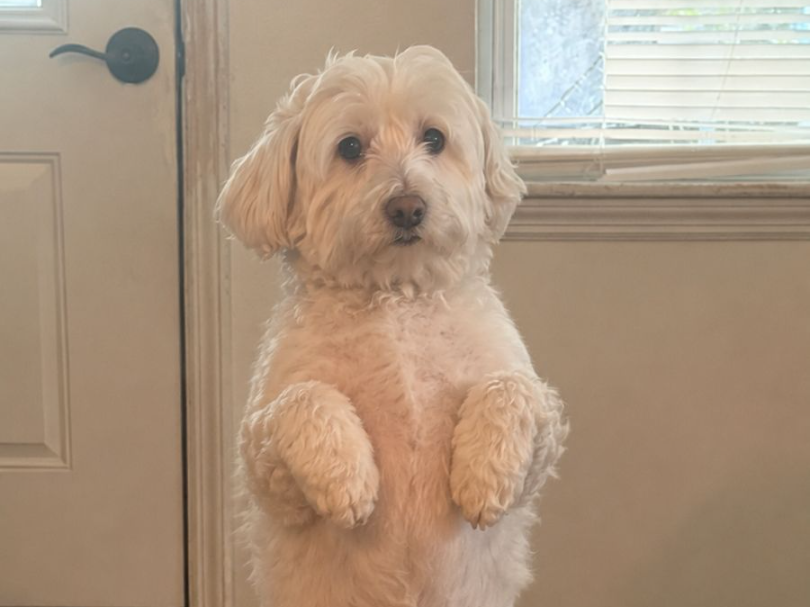 Perrito lanudo