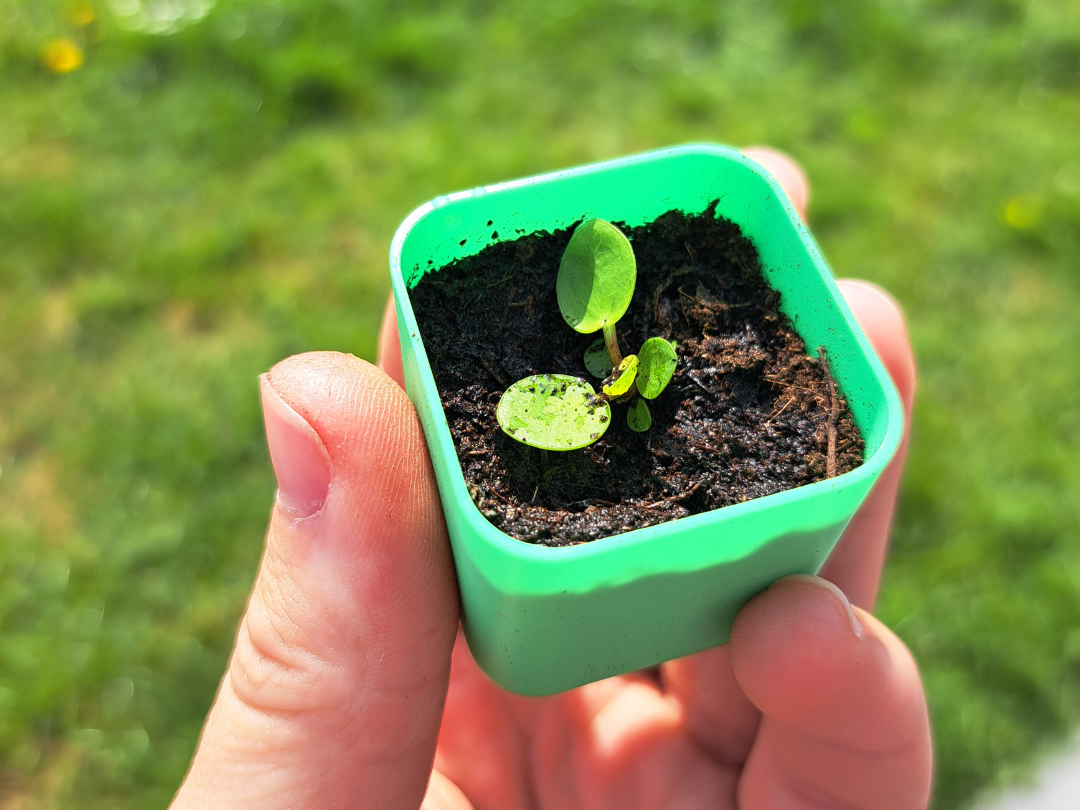 Mini cheap seedling planter cup - hole or no holes