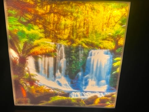 Rainforest lightbox