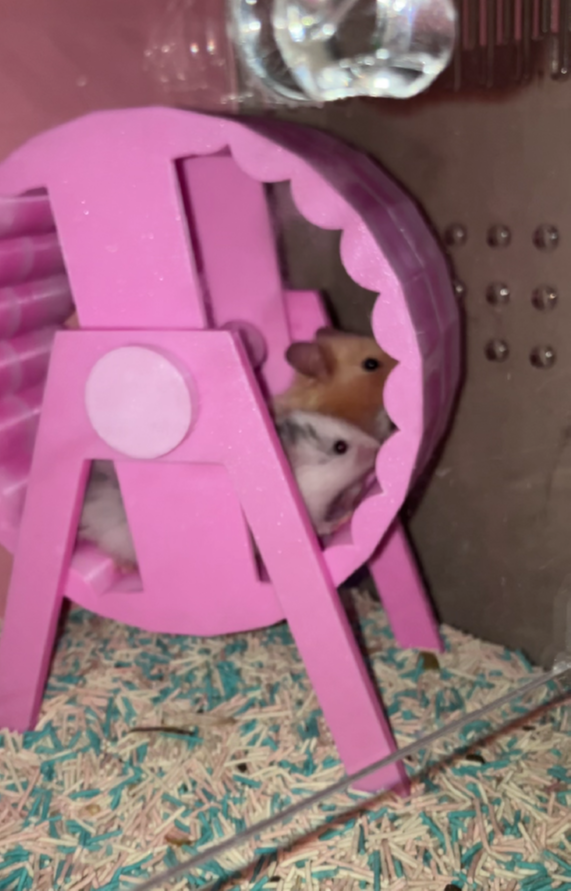 Hamster wheel