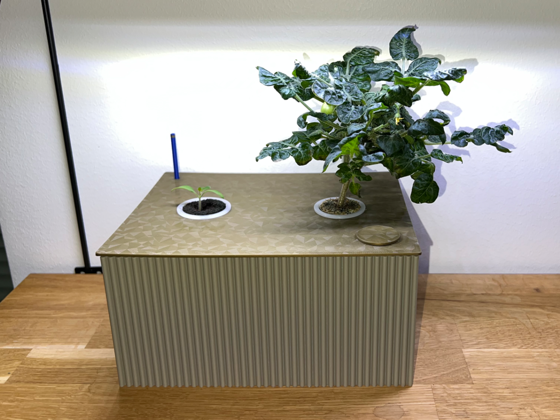 Hydroponic Growing System (Kratky Method)