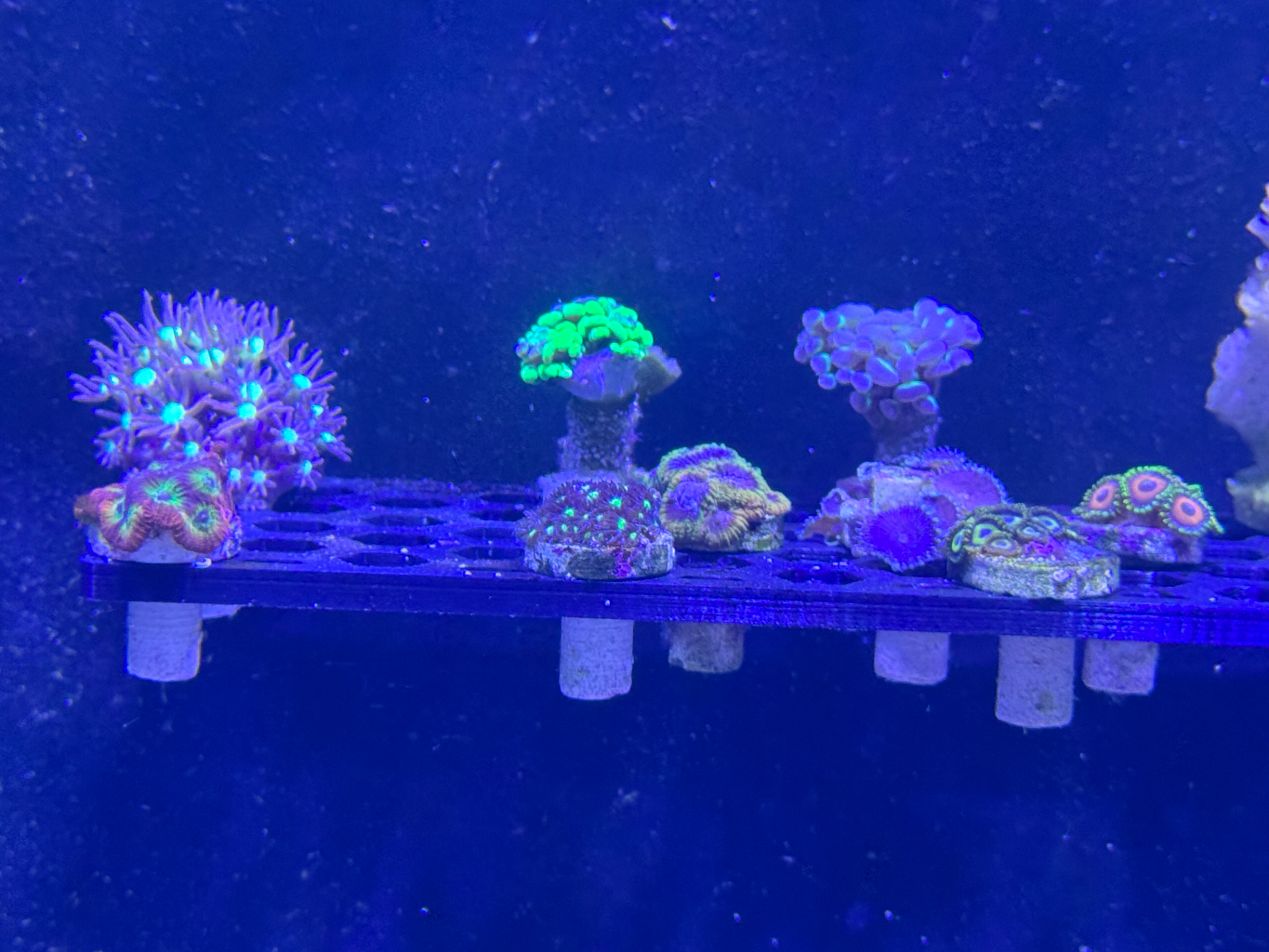 Aquarium Frag Rack / Shelf with Suction Cup Mount