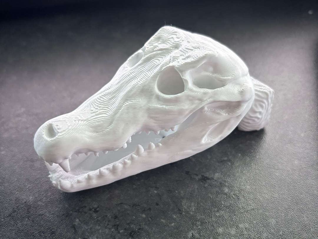 Alligator Skull