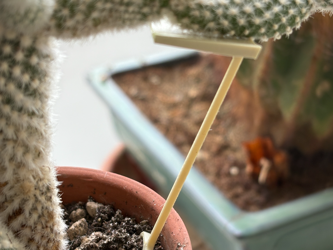 Mini-stand for cactus