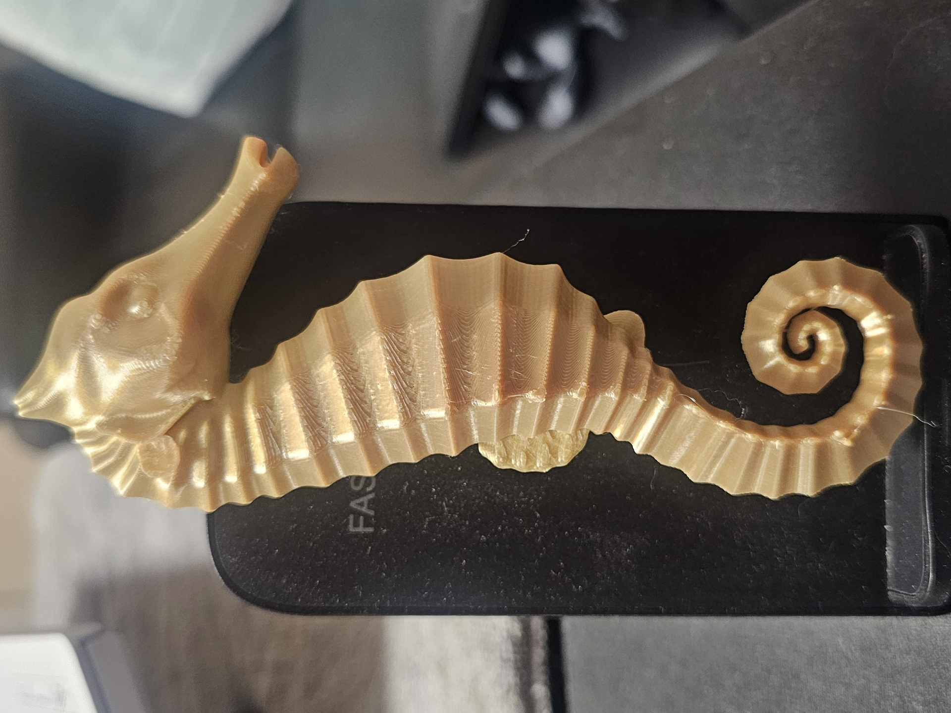 Seahorse