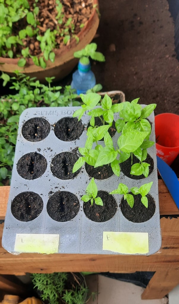 seed plate