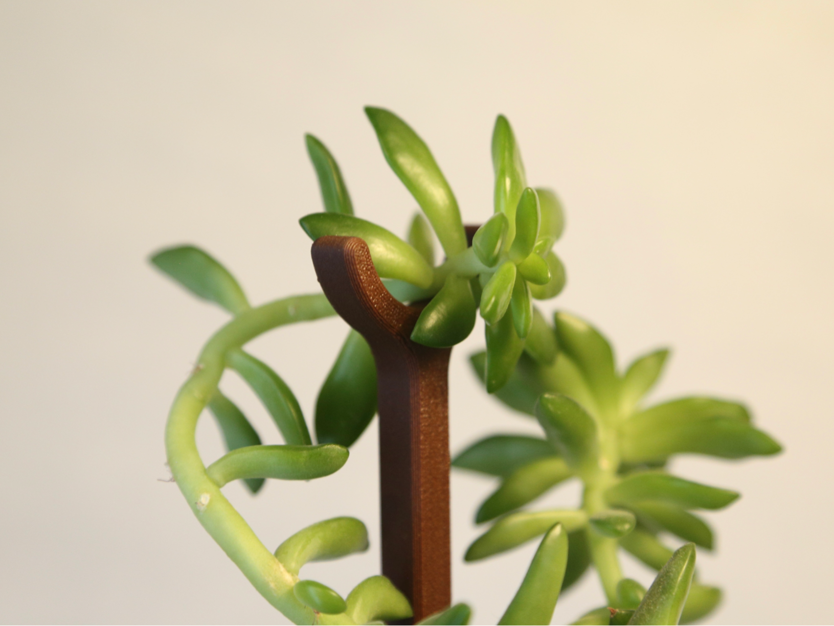 200mm Plant Support (10g 20min)