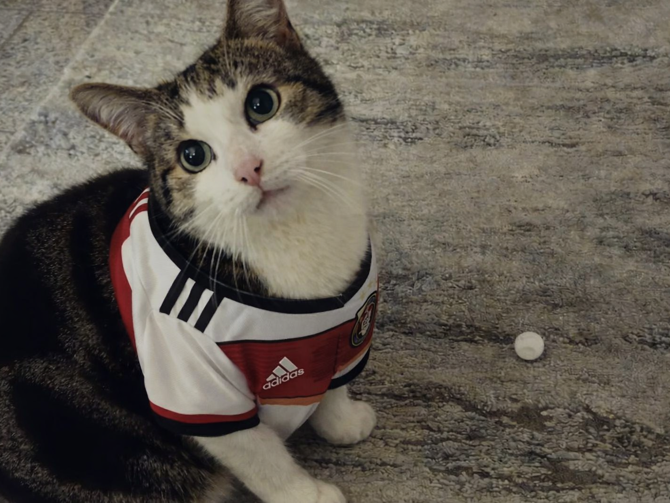 Katzen Fußball