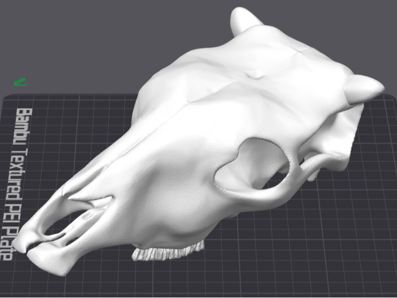 Cow Skull