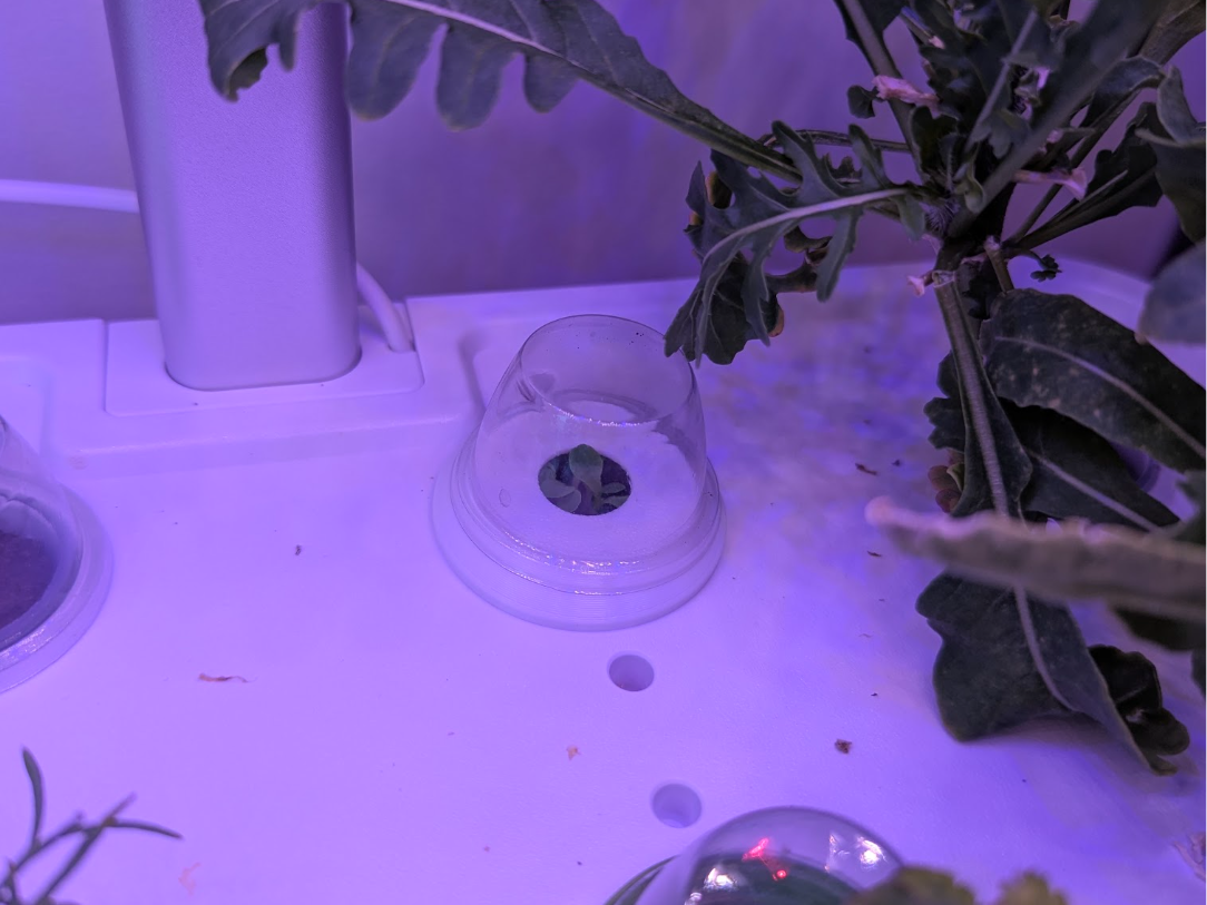 Hydroponic seedling cover