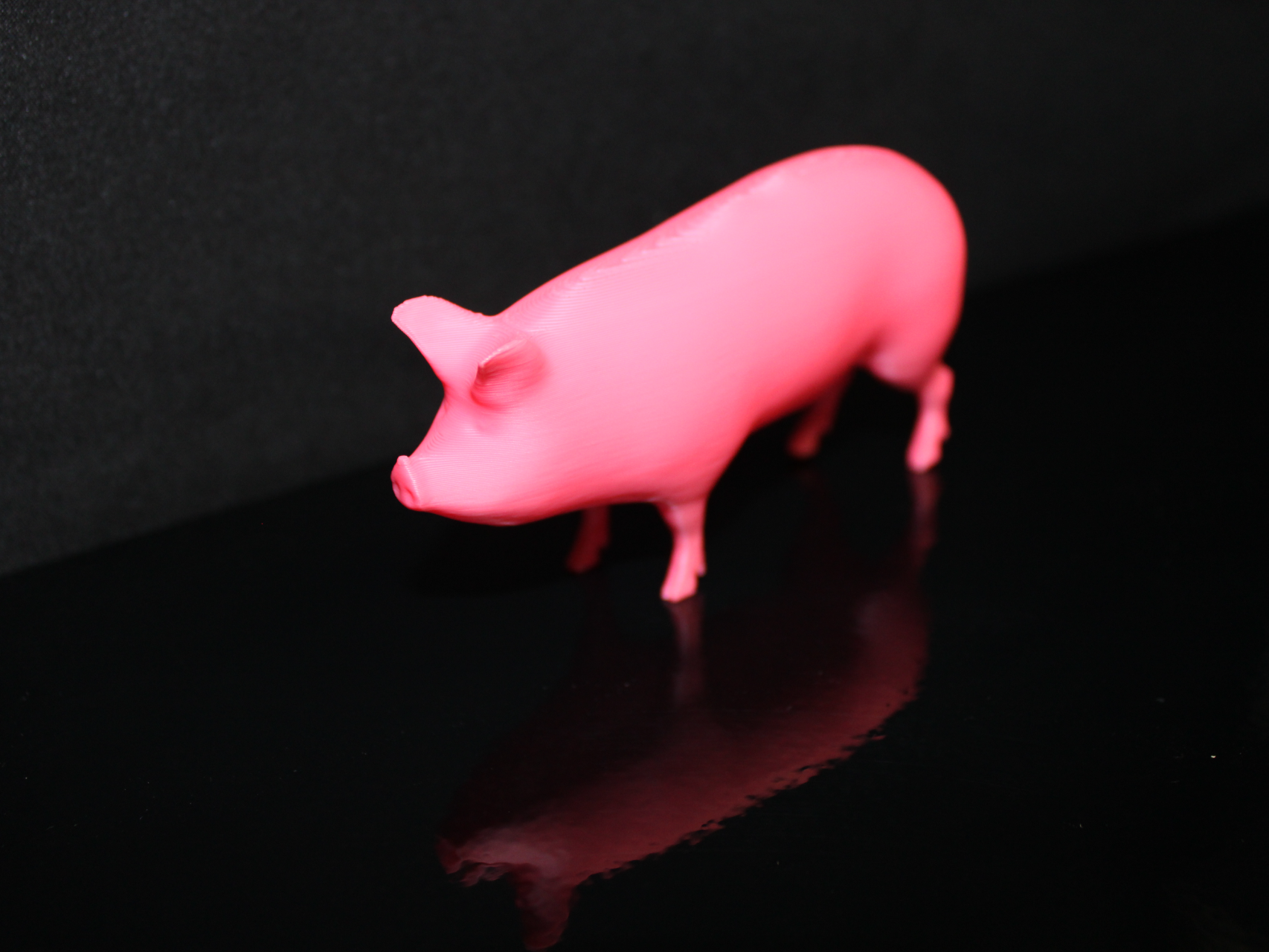 maiale - suino - pig